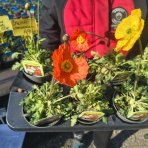 Mak islandský (Papaver nudicaule) ´GARTENZWERG´ - kont.P12